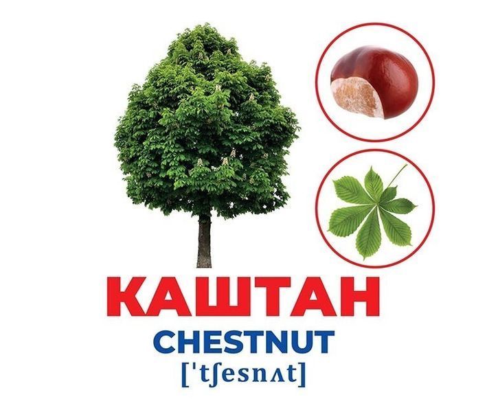 "Геній з пелюшок.Рослини" y02913 фото